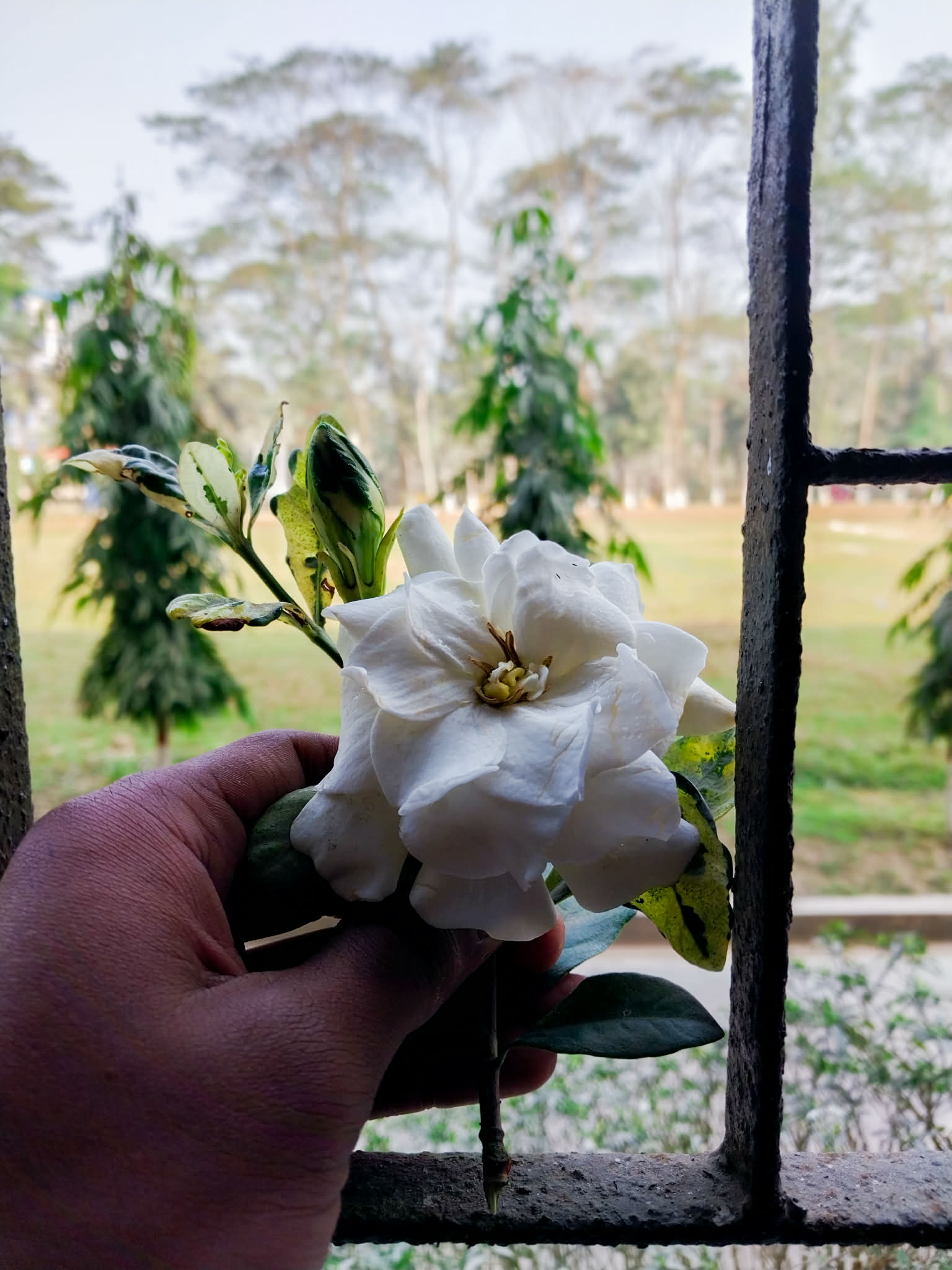 Flower at Kafil Uddin College Campus Window